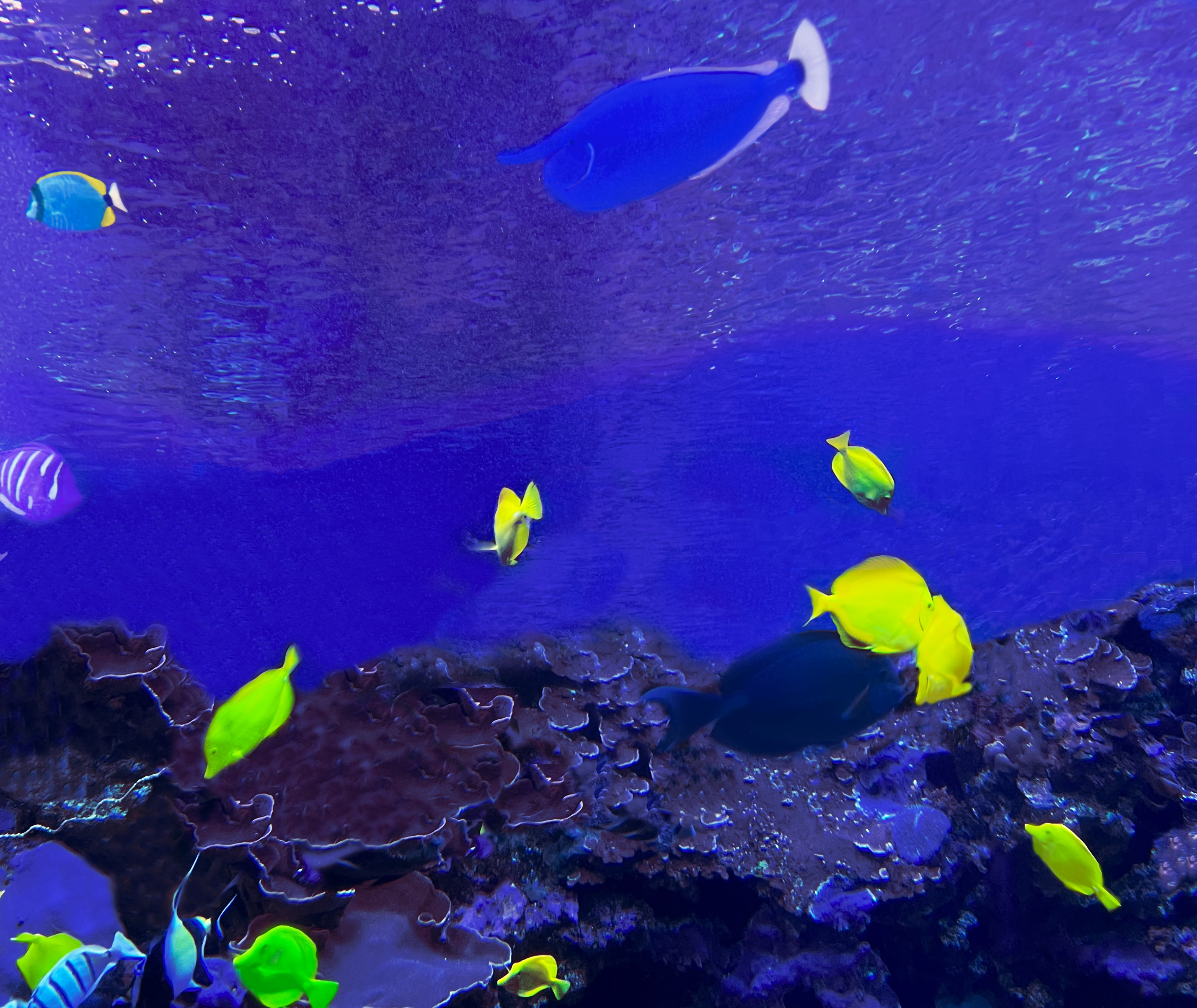 The Maui Aquarium